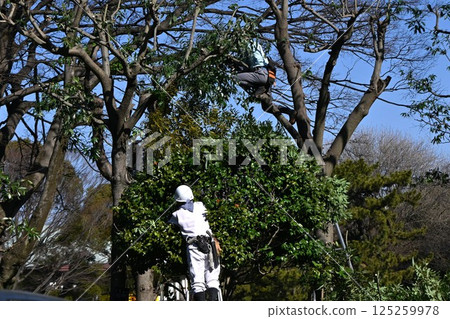 Background material for tree felling and maintenance work in parks and environmental improvement 125259978