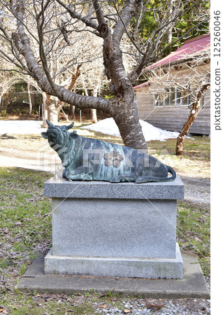 拍攝北海道北斗市藥師天滿宮的春天景色 125260046