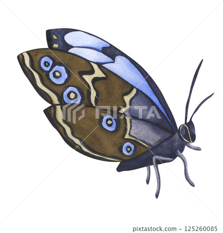 Watercolor Blue Butterfly isolated on transparent background. Hand draw Watercolor illustration Blue Morpho Butterfly. png Blue tropical butterflies for wedding invitation, and card 125260085
