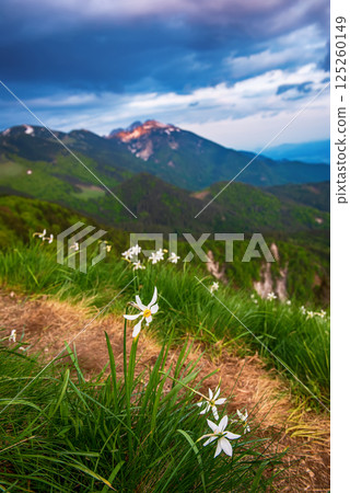 Beautiful mountain landscape with white daffodil narcissus flowers on Golica, Slovenia, at spring Beautiful mountain landscape with white daffodil narcissus flowers on Golica, Slovenia, at spring 125260149