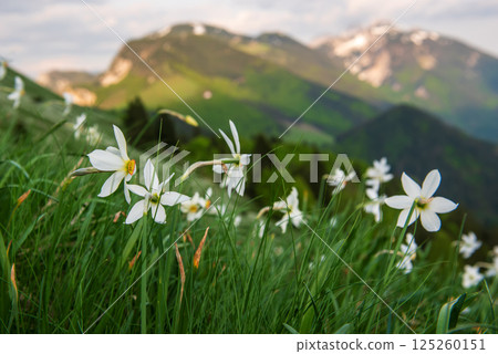 White daffodil narcissus flowers on Golica mountain in Karavanke range, Slovenia, at spring White daffodil narcissus flowers on Golica mountain in Karavanke range, Slovenia, at spring 125260151