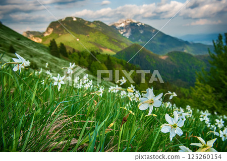Beautiful mountain landscape with white daffodil narcissus flowers on Golica, Slovenia, at spring Beautiful mountain landscape with white daffodil narcissus flowers on Golica, Slovenia, at spring 125260154