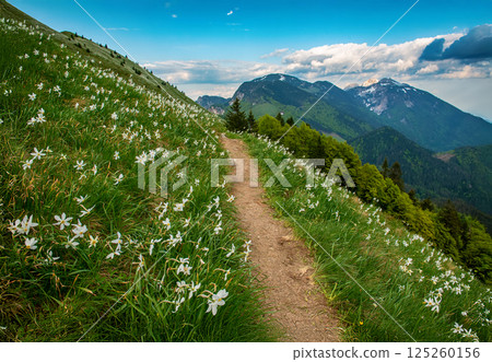Beautiful mountain landscape with white daffodil narcissus flowers on Golica, Slovenia, at spring Beautiful mountain landscape with white daffodil narcissus flowers on Golica, Slovenia, at spring 125260156