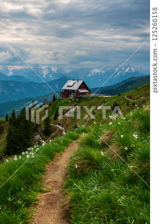 Mountain landscape with daffodil narcissus flowers and shelter house on Golica, Slovenia, at spring 125260158