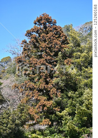 Male flowers of Japanese cedars, pollen allergy, a national disease unique to Japan, and Japanese cedars. The afforestation policy of Japanese cypress has resulted in a large number of Japanese cedar trees. Male flowers of Japanese cedars, pollen allergy, a national disease unique to Japan, and Japanese cedars. The afforestation policy of Japanese cypress has resulted in a large number of Japanese cedar trees. 125260168