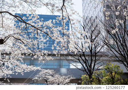 [Gate City Osaki] Cherry blossoms and tree-lined streets in the business district 125260177