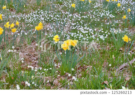 Travel to Scandinavia during summer on holiday,Herning in Denmark 125260213