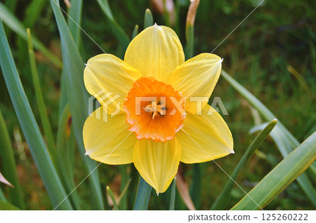 Travel to Scandinavia during summer on holiday,Herning in Denmark 125260222