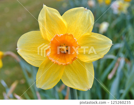 Travel to Scandinavia during summer on holiday,Herning in Denmark 125260235