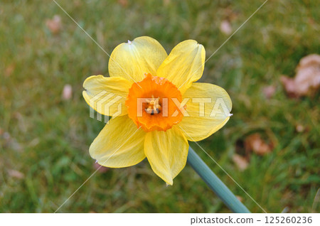 Travel to Scandinavia during summer on holiday,Herning in Denmark 125260236