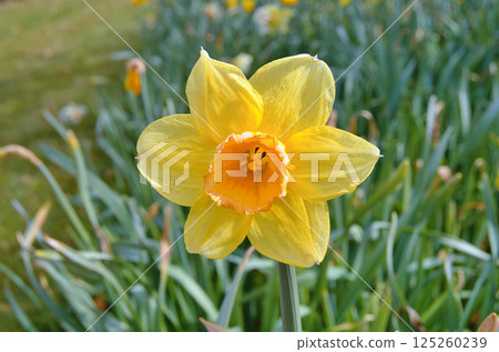 Travel to Scandinavia during summer on holiday,Herning in Denmark 125260239