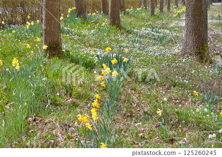 Travel to Scandinavia during summer on holiday,Herning in Denmark 125260245