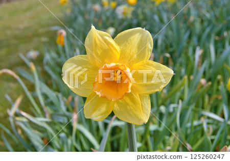 Travel to Scandinavia during summer on holiday,Herning in Denmark Travel to Scandinavia during summer on holiday,Herning in Denmark 125260247