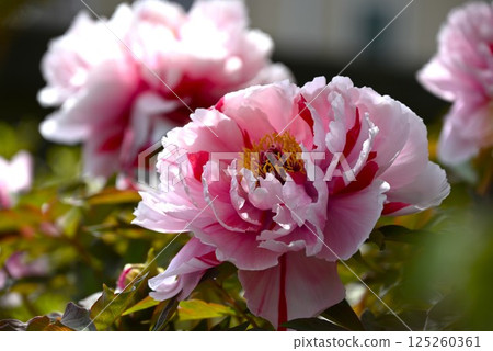 Peony flowers and seasonal flowers background material Peony flowers and seasonal flowers background material 125260361