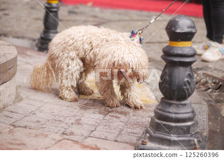 Fluffy dog on leash exploring city street on a lively day 125260396