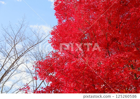 Bright red maple leaves, Japanese maple Bright red maple leaves, Japanese maple 125260586