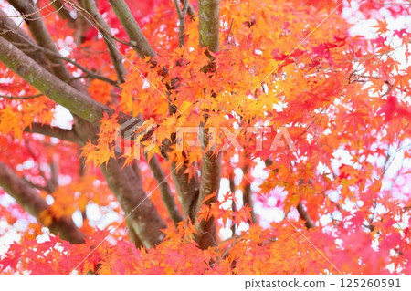 Colored leaf of maple 125260591