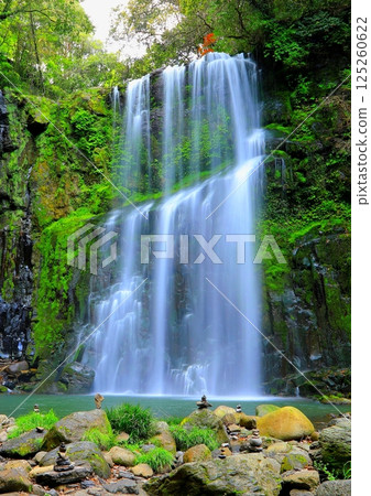Sakurataki waterfall with fresh green leaves (Amasemachi, Hita City, vertical composition) 125260622