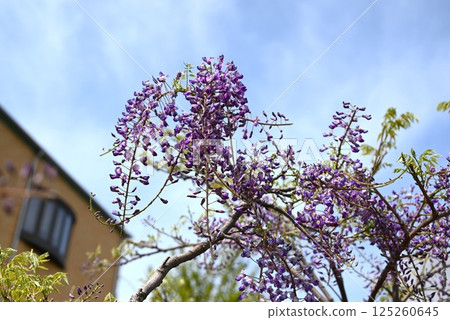 Background material of wisteria flowers in full bloom and seasonal flowers Background material of wisteria flowers in full bloom and seasonal flowers 125260645