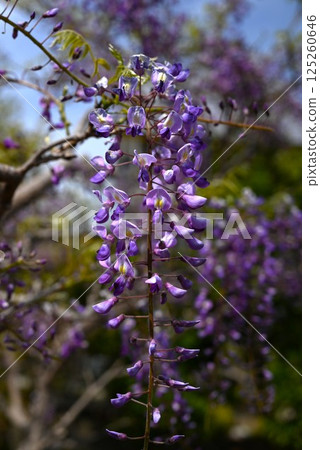 Background material of wisteria flowers in full bloom and seasonal flowers Background material of wisteria flowers in full bloom and seasonal flowers 125260646