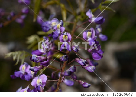 Background material of wisteria flowers in full bloom and seasonal flowers Background material of wisteria flowers in full bloom and seasonal flowers 125260648