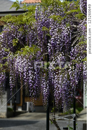Background material of wisteria flowers in full bloom and seasonal flowers 125260649