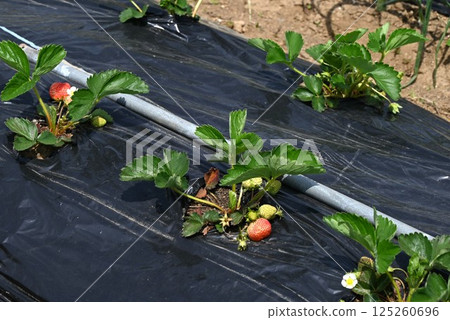 Background material for strawberry cultivation, home gardening, and hobbies 125260696
