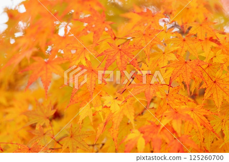 Colored leaf of maple Colored leaf of maple 125260700