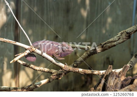 一隻變色龍緊緊抓住樹枝，靜靜地觀察著周圍的環境。 125260768
