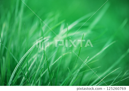 Macro photo of green grass thin focus part. Natural green background with plant. 125260769