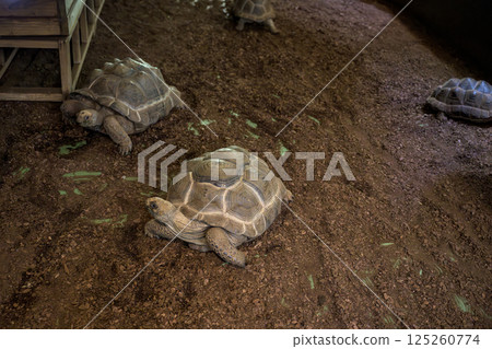 Tortoises that symbolize longevity that I encountered at the zoo 125260774