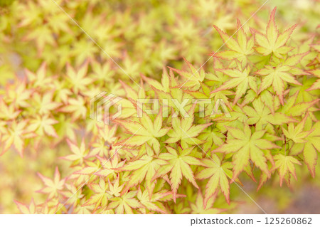 紅色邊框的綠色秋葉 125260862