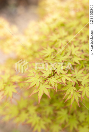 紅色邊框的綠色秋葉 125260863