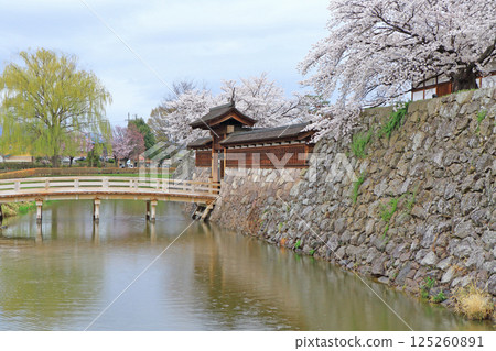 Cherry blossoms blooming at Matsushiro Castle ruins 125260891
