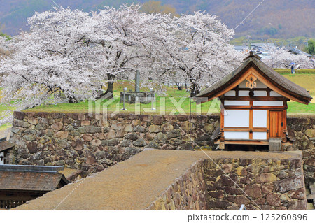 Cherry blossoms blooming at Matsushiro Castle ruins Cherry blossoms blooming at Matsushiro Castle ruins 125260896