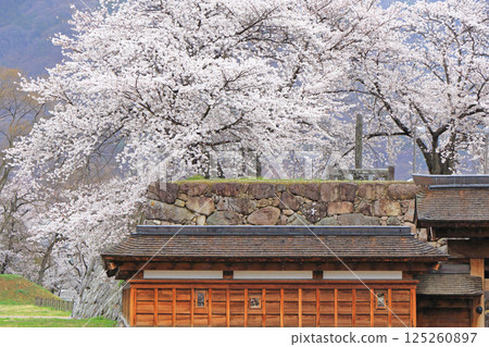 Cherry blossoms blooming at Matsushiro Castle ruins 125260897