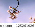 Aso District, Nishihara Village, Kawara_Cherry blossoms along the Kiyama River 125261026