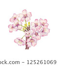 手繪櫻花水彩插圖 手繪櫻花水彩插圖 125261069