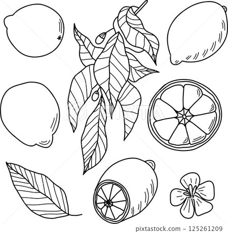 Hand-Drawn Lemon Illustrations Featuring Slices, Leaves, and Blossoms 125261209