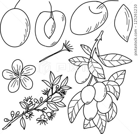 Plums and Blossoms Outline Illustration with Botanical Elements.  125261210