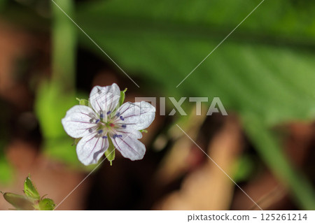 秋日原野上盛開的源之翔花 125261214