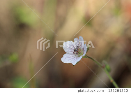 秋日原野上盛開的源之翔花 125261220