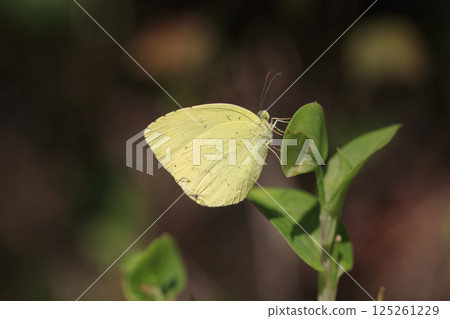 A yellow butterfly resting on grass in an autumn field 125261229