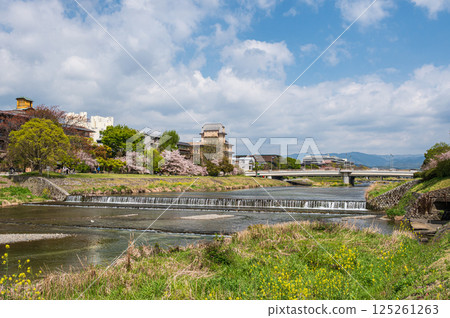 Spring scenery of the Kamo River, Kyoto City Spring scenery of the Kamo River, Kyoto City 125261263