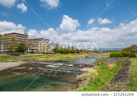 京都市鴨川的春日風景 125261269