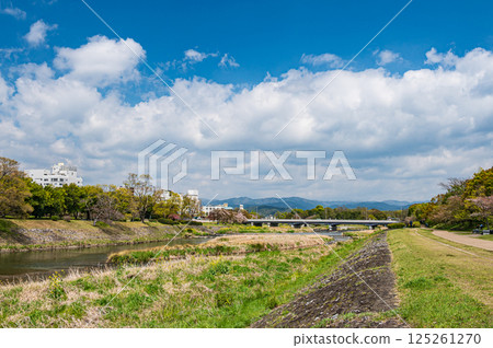 Spring scenery of the Kamo River, Kyoto City Spring scenery of the Kamo River, Kyoto City 125261270