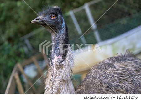 A close-up shot of an emu's adorable expression at the zoo 125261276