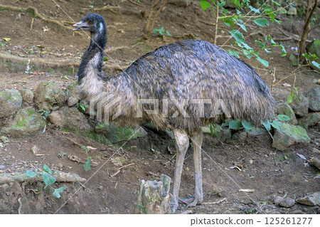 A close-up shot of an emu's adorable expression at the zoo 125261277