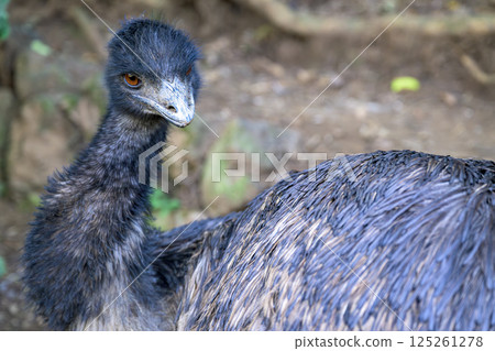 A close-up shot of an emu's adorable expression at the zoo 125261278
