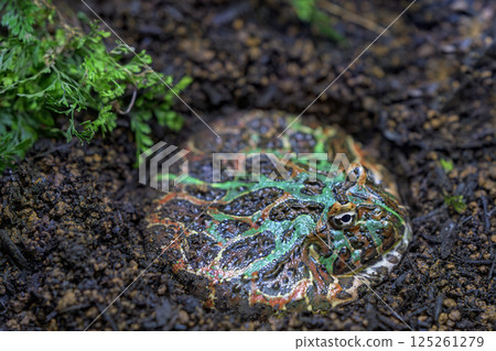 The adorable figure of a Bell Horned Frog hiding quietly in the ground 125261279